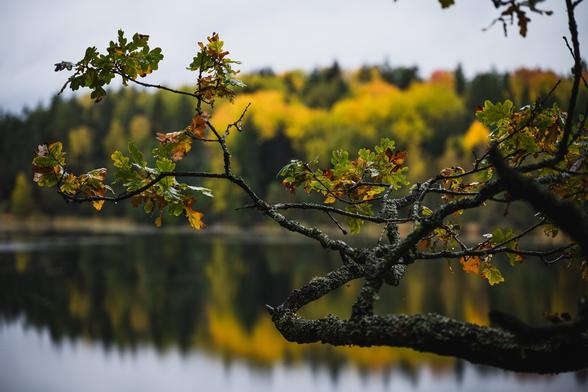 A photograph of a tangle of crooked and largely bare small oak tree branches. The branches enter the frame in the lower right corner, working their way up and across the frame. The upper, thinner parts of the branches have leaves of them, in varying states of turning yellow and brown.

Behind the tangle of branches is an out of focus but still readily recognizable view over a small lake with a hilly mixed forest on the other side of it. The deciduous trees of the forest are mostly an intense yellow, with a bit of red here and there, with the coniferous tree their usual dark green.

The forest and a section of bright but overcast sky that runs along the top edge are reflected in the calm lake surface.