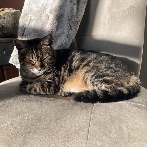 Tabby cat loafing on a  beige upholstered chair in sun. Shadows cast by a window not in the photo leaves part of him and the chair in lines of shade.