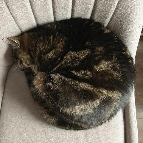 Tabby cat curled up in a near-perfect round shape asleep on a grey armless upholstered chair.
