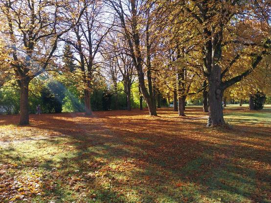 Photo of a small park

The grass is partially covered in orange leaves, while the ones on the trees are yellow or already naked

Sunlight comes from the left