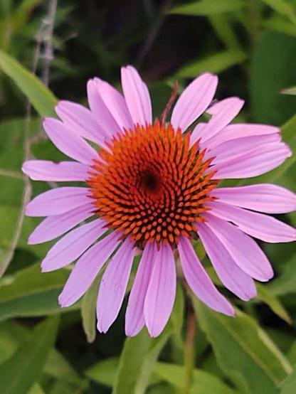 A large pink flower with long skinny petals and a dark orange center fills the screen. Blurry green background.