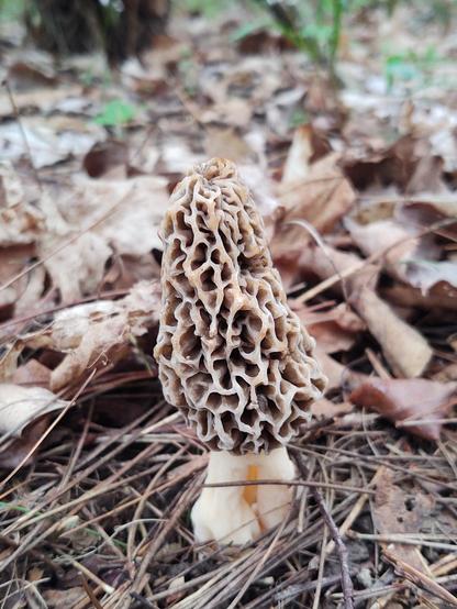 A single morel mushroom stands tall against pine needles and last year's leaves.