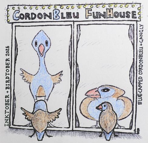 My quick ink drawing (with some colour pencil) of two Blue-Capped Cordonbleu birds (blue and brown birds) in the front of two funhouse mirrors, making one look stretched out and gangly and the other short and squat and fubsy.