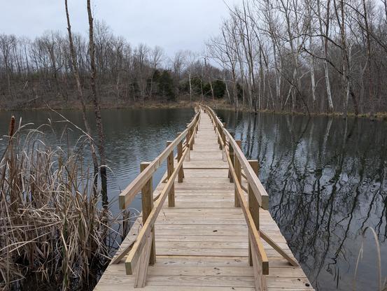A wintery scene featuring a floating bridge across a beaver pond. A spit of grass, yellow from the cold, shows on the near shore. On the far side, naked trees reach for a gray sky, with conifers showing up as dark spots. The steely gray water reflects it all. A pale wooden bridge extends across the pond to the path on the other side.