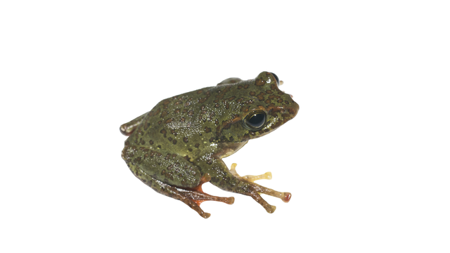 Image attached toot