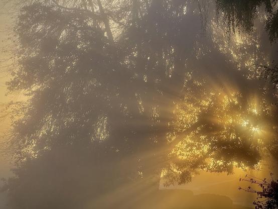 A foggy scene featuring a silhouette of trees with sunlight filtering through, creating a warm, ethereal glow. The atmosphere is tranquil and hazy, enhancing the natural beauty of the setting.