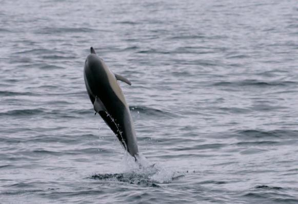 A Delphinus delphis, or common Delphin, jumping.