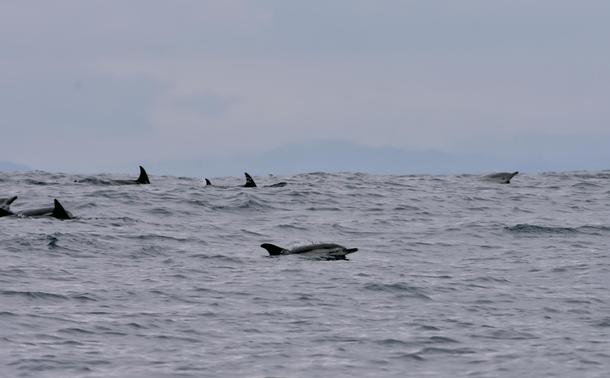 A group of various Delphinus delphis, common Dolphins.