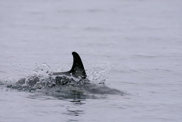 Yet another Delphinus delphis, or common Dolphin