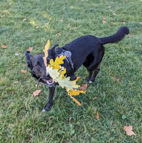 Medium-large black dog jogging on some grass, proudly carrying and showing off a small branch with yellow leaves, which cover half of their face. They're looking directly at the camera, and their tail js caught mid-wag.