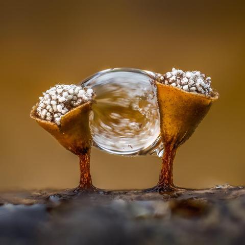 Craterium minutum