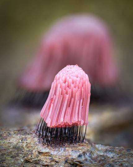 Pink stemonitis.