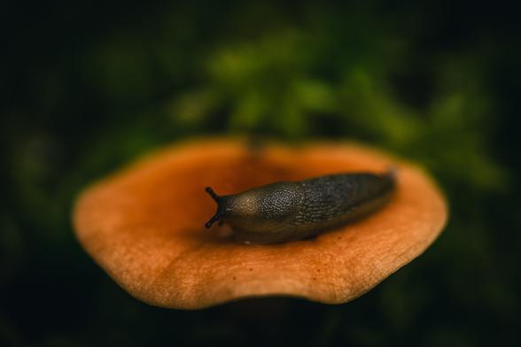 A close up photograph of a small olive green/brown slug, on top of a small orange mushroom. The mushroom is photographed from slightly above, so only the top of the cap is visible.

The slug and mushroom are surrounded by out of focus green moss.