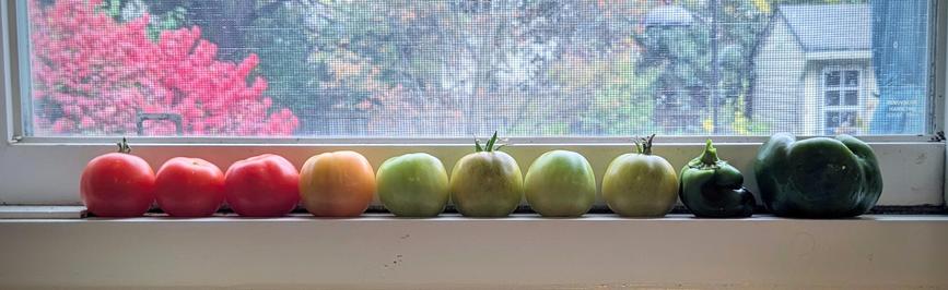 A row of tomatoes lined up on a windowsill. The tomatoes are arranged in a gradient from red to yellow to green, according to ripeness. There are also two small green bell peppers to the right.
