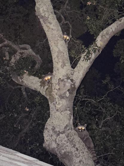 3 raccoons in a tree, their eyes lit up by the camera flash