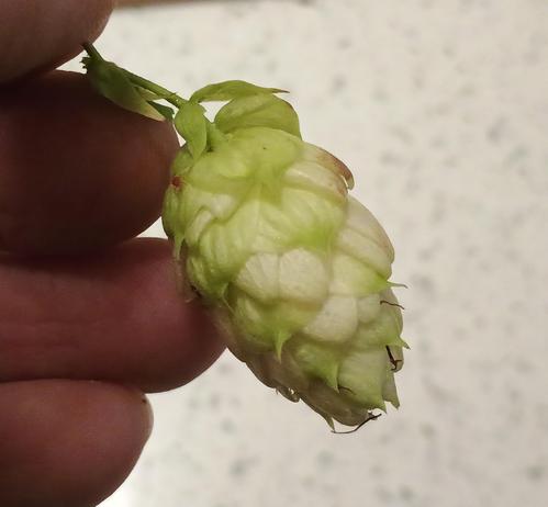 A single hop looks nice and green with hints of the yellow lupulin.