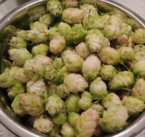 A big bowl of hops.