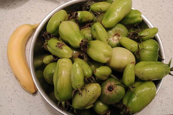 A big bowl of green tomatoes of various varieties. There's a banana beside it for scale
