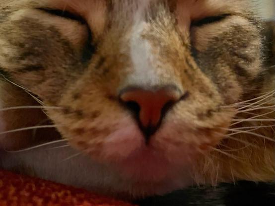 The snoot, whisker pads and closed eyes of a kitty up close. A brick colored nose, toasty-looking whisker pads with white whiskers. A few thin tabby markings on the cheeks and elegantly cream colored eyeliner around dark lines of closed eyes. Nose has an uneven white line going up it. A content cutie!