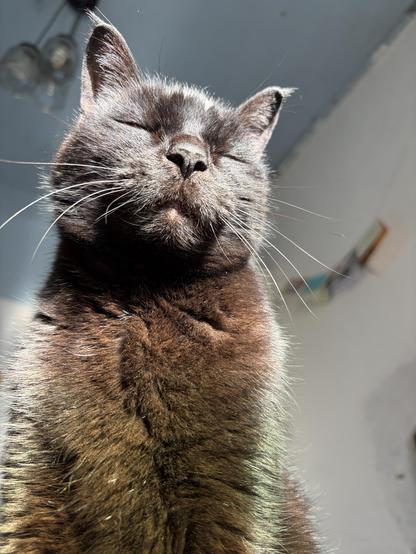 A black cat sitting in a sunbeam with his eyes closed
