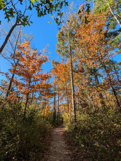 A path cuts through an autumn woods in full regalia. Oranges, reds, yellows,and pale greens all decorate the trees on either side,and the whole thing is set against a bright blue sky.