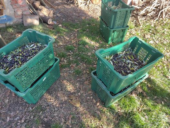 6 crates filled with freshly picked olives