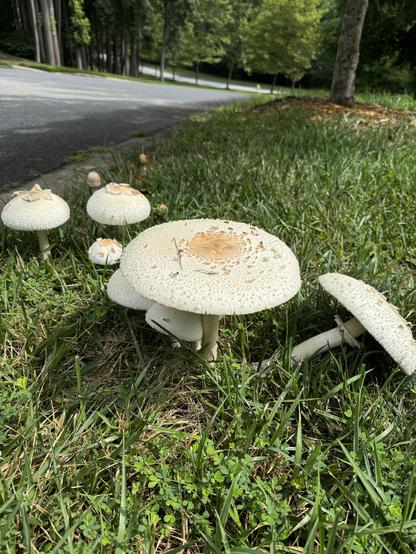 A clump (not a fairy ring) of these large white mushrooms in a grass verge by a road.  The largest one was as big as a dinner plate, but one should not even consider eating them.