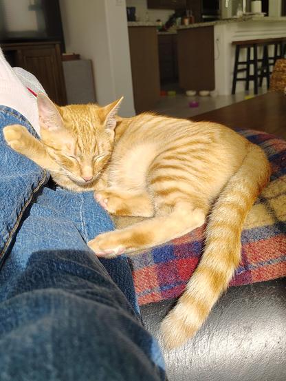 Bob, a 5-month-old short-haired stripey orange kitten, is snoozing on a Scottish wool lap robe on the ottoman, his head resting on his right front paw, both of which are propped against my white sweatsock and the cuff of my jeans.