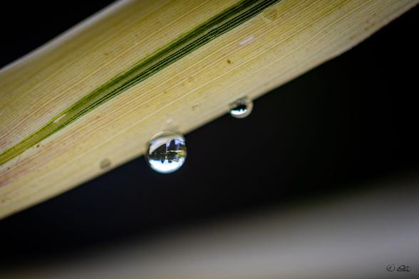 Close-up of a water drop hanging from the edge of a pale yellow-green leaf. The drop shows a tiny upside-down reflection a lake with trees and sky. Dark, almost black background.