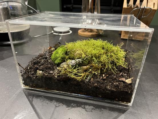 A transparent box filled with some soil with moss on top of it