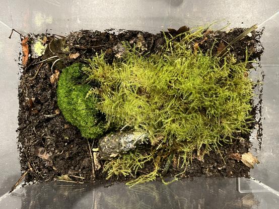 Top view of the moss, sitting on the soil.