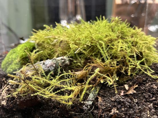 Close up of the moss i started this project with. It is loose and has long branches, not like the dense type of moss i added later.