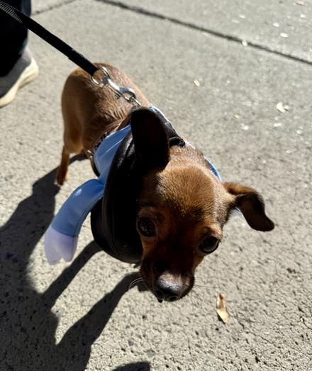 Tiny little dog dressed up as a policeman, but his hat slipped and he can’t arrest anyone disheveled like that. Sad.