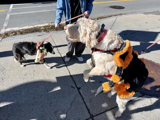 A white poodle-ish (large) on its back legs dressed as spider. Border Collie dressed as maybe a zombie disintegrating leg? Mostly just wants more treats, less parading about.
