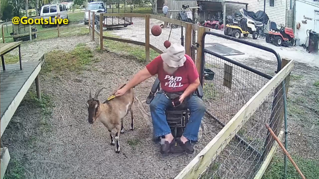 Old guy in his wheelchair is brushing the back of a tan goat with horns and tiny ears named Rose.