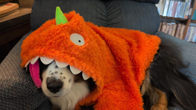 A black and white dog is lying on a chair wearing an orange monster costume. Her snout is sticking out under a row of felt teeth and googly eyes. A plush pink tongue is protruding on the left, and there is a single green horn atop her head.