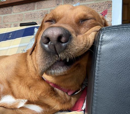 Ted asleep