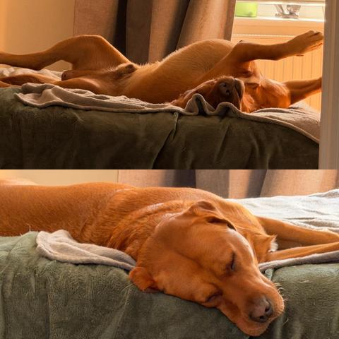 Ted in a couple of sleep positions