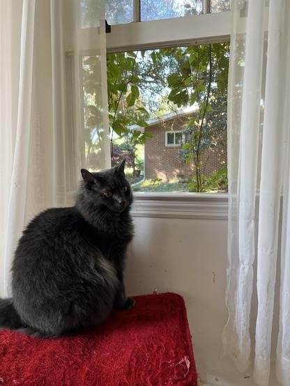 A fluffy gray cat sits on a stool beside a window. The window has sheer white curtains, and outside, green leaves and a brick house are visible in the background.