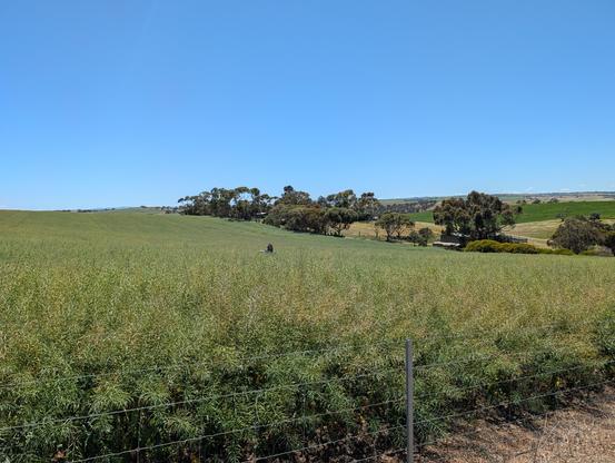 A dense canola crop, 1-1.5m high. The head of a man is visible battling their way out of the crop