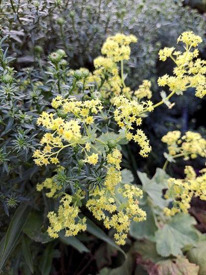 Weicher Frauenmantel (Alchemilla mollis, auch Samt-Frauenmantel). Die dunkelgrün breiten und flachen neunlappigen, trichterig am Stielende eingebogenen und gezähnten Laubblätter sind sehr groß. Die kleinen sonnengelb sternförmigen Blüten mit den spitz zulaufenden Kronblättern stehen an dünnen Stielen in runden, mehrteiligen Dolden. Im Inneren der Blüte erheben sich dunkelgelb die Fruchtknoten. Einige gelbgrüne Knospen sind noch kugelig verschlossen, bei anderen öffnen sich bereits sternförmig die dicken, schmalen Kelchblätter mit einer herauswachsenden Dolde