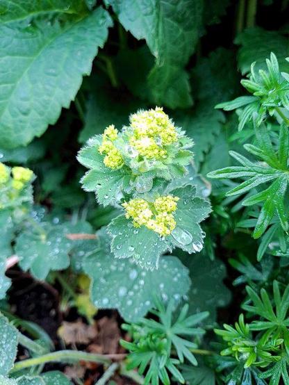 Gemeiner Frauenmantel (Alchemilla vulgaris, auch Spitzlappiger Frauenmantel). Die saftgrünen Primärblätter sind nierenförmig fünflappig und gezähnt, sie stehen leicht trichterig und gefaltet an den Stielenden. Große Regentropfen bedecken die Pflanze. Daneben wachsen die blaugrün glänzend fingrigen und abgerundeten dünnen Sekundärblätter. Die grünlich-gelben kleinen kugeligen Blüten stehen in einem lockeren, sparrigen Blütenstand dicht auf dem Blatt