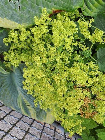 Weicher Frauenmantel (Alchemilla mollis, auch Samt-Frauenmantel). Die dunkelgrün breiten und flachen neunlappigen, trichterig am Stielende eingebogenen und gezähnten Laubblätter sind sehr groß. Die kleinen gelbgrün sternförmigen Blüten mit den spitz zulaufenden Kronblättern stehen an dünnen Stielen in runden, mehrteiligen Dolden
