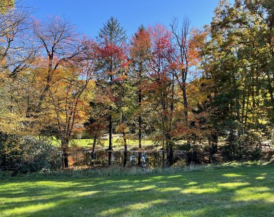Scene on a sunny day with blue sky. In the foreground is a green green lawn dappled with long patches of golden morning sun. In the middle ground a row of young slender trees, their leaves in brilliant sunlit shades of orange, red and yellow with some green, all looking stunning against the blue sky and shot with light and shade. The seem to be along a little creek or gully that interrupts the green lawn but beyond that the lawn is green again, almost yellow green with the light’s golden cast, and then back beyond that there is a woodland. I took this at a rest stop this week on our trip across Pennsylvania.