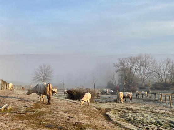 A pasture with a foggy background, the form of a long ridge barely visible. A warm light delineates the mostly pale colored cattle attempting to graze the newly frosted grass which is colored a pale sea green by the frozen dew. They are posed as if in a medieval painting and beyond them in the pasture are leafless or almost leafless trees. Even the fences on either side of the pasture look cold and frosty. The summer grazing is done for the year.