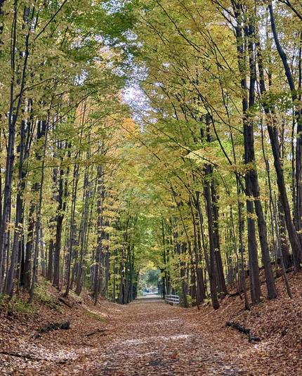 Along the way Empire State Trail near Cohoes, NY as I got closer to my finish in Albany. Completely leaf covered trail with tall, straight trees lining each side still thoroughly sporting mostly yellow leaves and some green.
