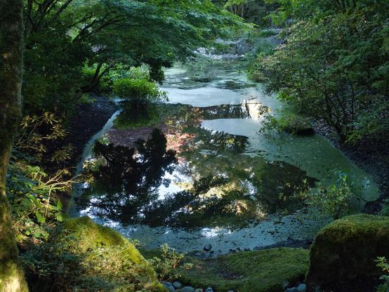 Fall colors of red and yellow leaves reflected in a clearing of a pond surrounded by green plants and moss-covered rocks.  The Yao Japanese Garden at the Bellevue Botanical Gardens, Oct 2026