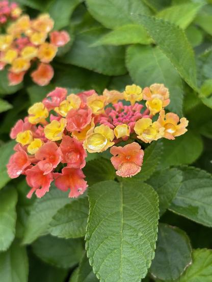 Close-up of a lantana flower cluster against a background of textured, serrated green leaves. The rounded cluster holds dozens of tiny blossoms in a gradient of color: tight hot-pink buds in the center, open golden-yellow flowers around them, and coral-orange blooms along the outer edge. Clear water droplets sit cupped in several of the small petals, catching the light like tiny lenses. One large, veined leaf points straight down below the flowers, and a second, softly blurred cluster in the same colors shows in the upper left corner.