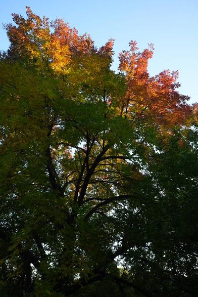 oranges and yellows glanced by the sun