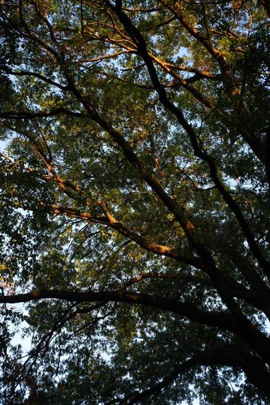 light-dappled branches